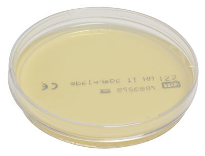 Agar plader Müller-Hinton, Kølevare