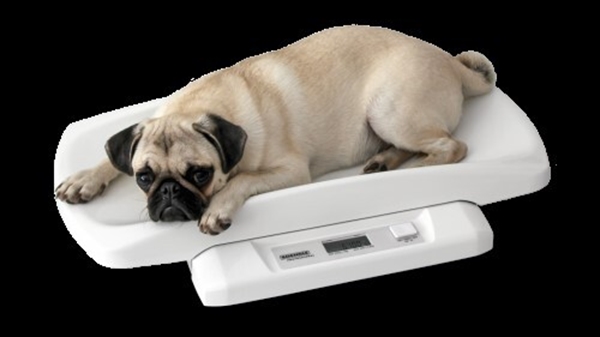 Eläinvaaka Soehnle 8352, Kapasiteetti 20kg/10g