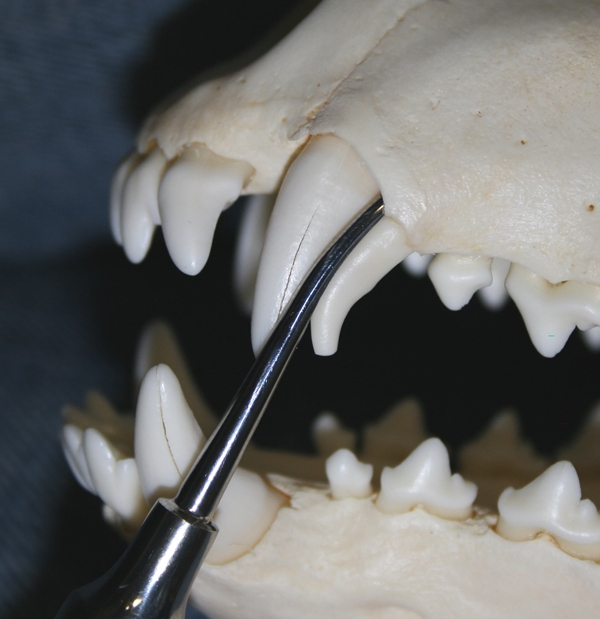 Kaareva elevaattori, suuri 1kpl - 4