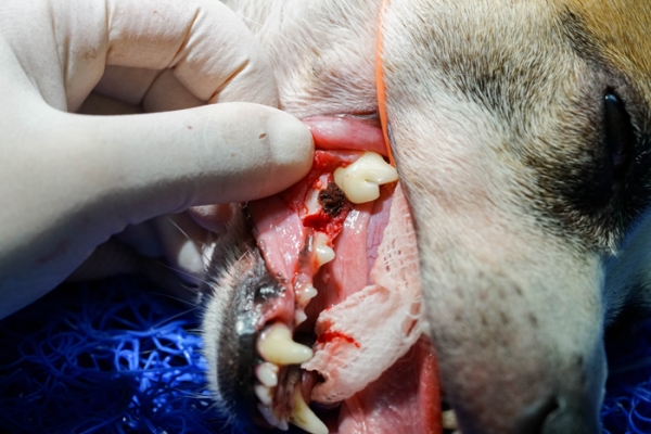 iM3 Airgid hemostaatti pieni, 10x10mm 20kpl - 2