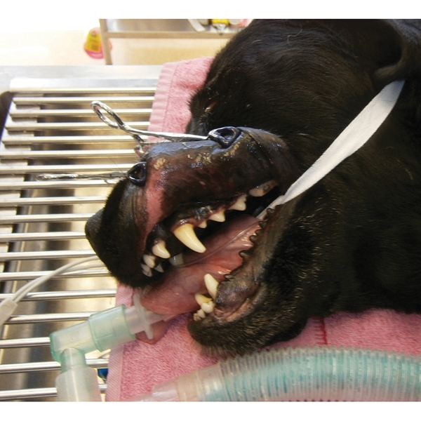 iM3 Huulennostaja, muovitettu 1kpl - 2