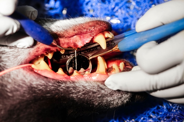 iM3 Ergo Perio hammaspeili, sin silikonivarsi 1kpl - 2