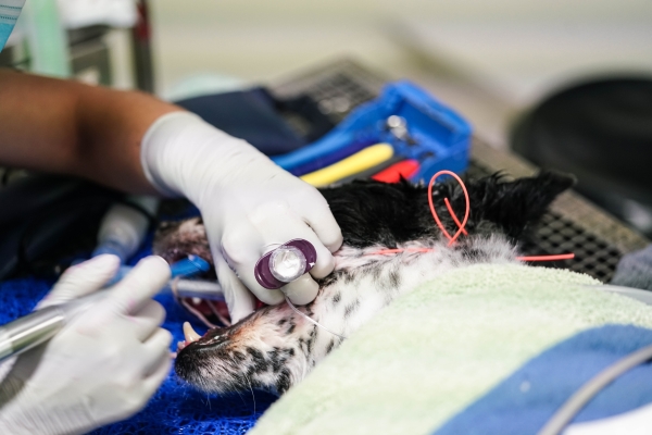 iM3 iClean Kiillotuspasta, Medium 2g 100kpl - 2