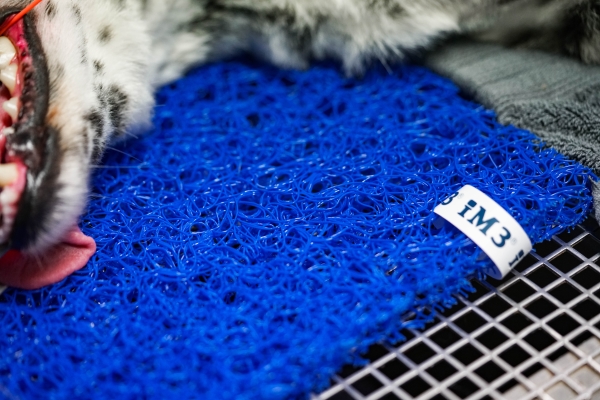 iM3 hammasmatto, sin 1kpl - 2