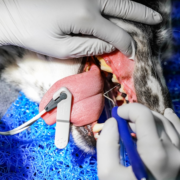 iM3 Ergo Perio koetin, sininen silikonivarsi 1kpl - 4