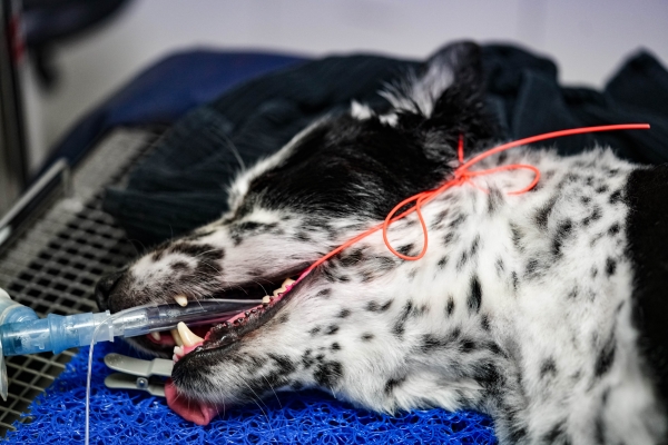 iM3 intubaatiotuubin, sidontanauha oranssi 50kpl - 3