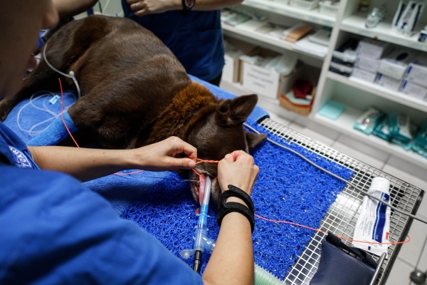 iM3 intubaatiotuubin, sidontanauha oranssi 50kpl - 4