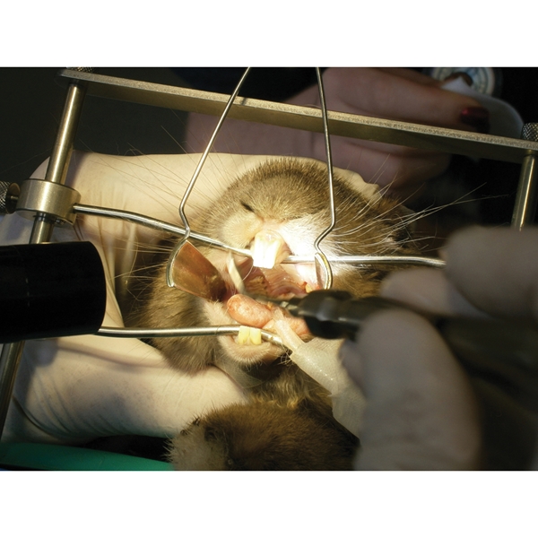 Säädettävä hammashoitotaso jyrsijöille ja kaneille, pöytämallinen - 2