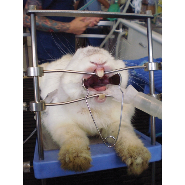 Säädettävä hammashoitotaso jyrsijöille ja kaneille, pöytämallinen - 3