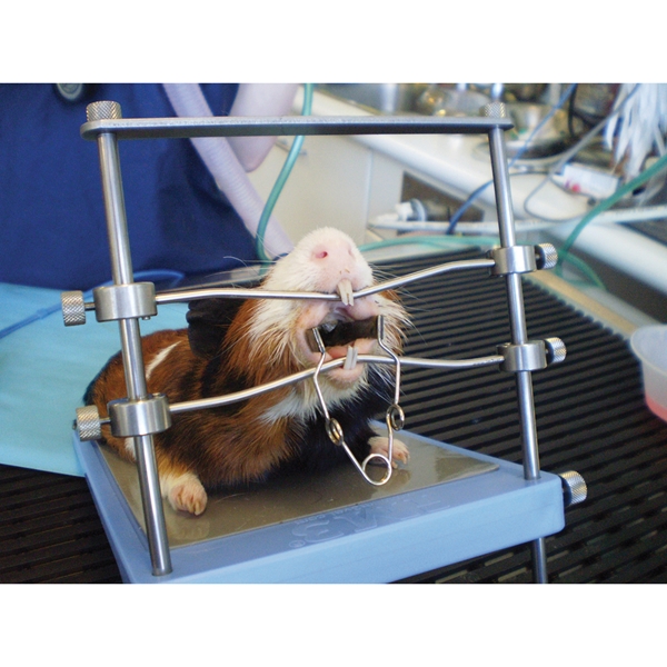 Säädettävä hammashoitotaso jyrsijöille ja kaneille, pöytämallinen - 4