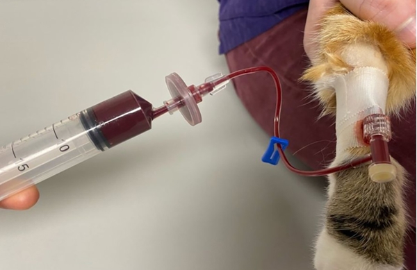 Suodatin verensiirtoon, kissoille, pennuille ja pienille koirille, 150 mikronia - 2