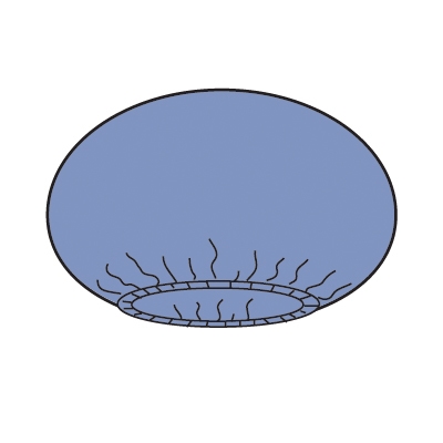 Istuinsuoja evercare®, Steriili 28 kpl - evercare®