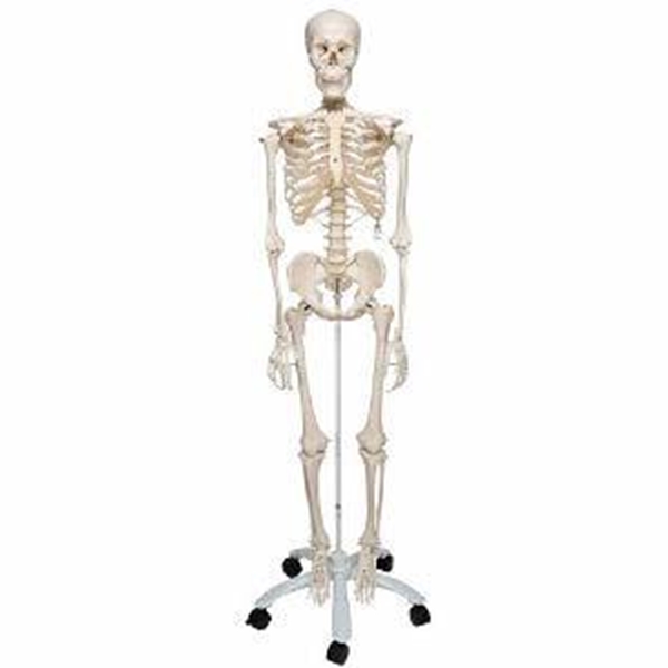 Anatomisk modell, Skelett 176,5cm