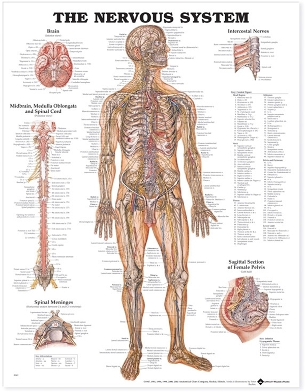Anatomisk plansch, Nerver 50x67cm 