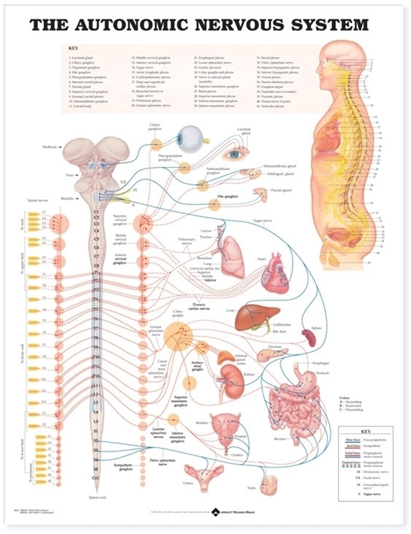 Anatomisk plansch, Perifera nervsystemet 50x67cm 