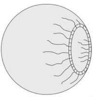 Sterilskydd, runt, 75cm - Barrier