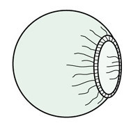 Sterilskydd, runt 140cm - Barrier