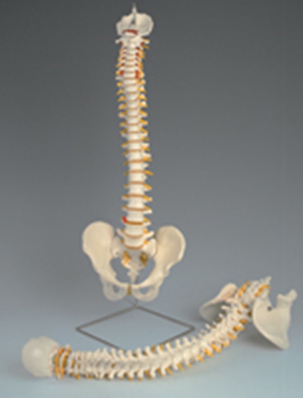 Ryggrad med stativ, plastdiskar