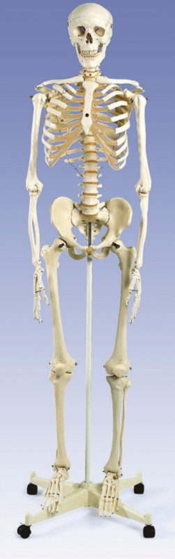 Helskelett med stativ, naturlig storlek