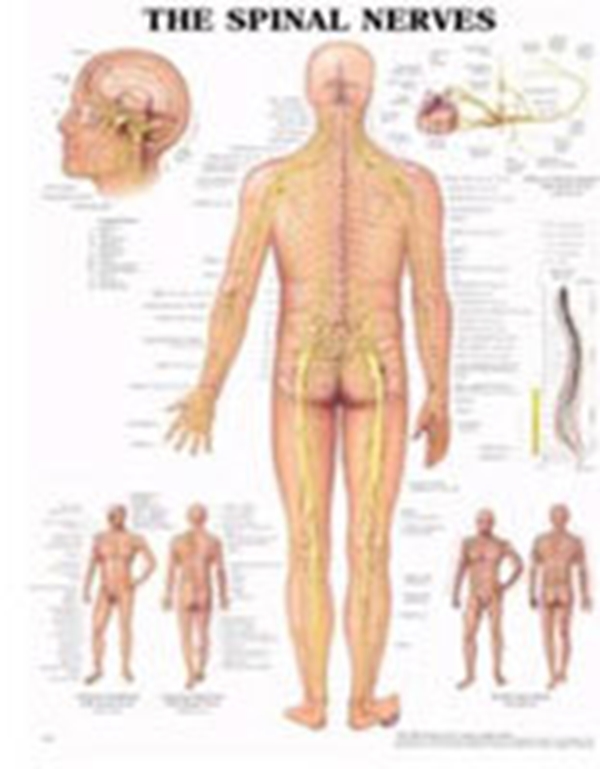 Plansch perifera nervsystemet, 50x65cm