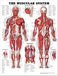 Anatomisk plansch