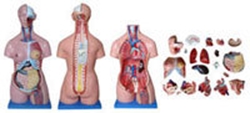 Modell anatomisk torso