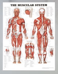 Plansch anatomi muskler