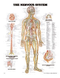 Plansch anatomi nerver