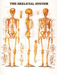 Plansch anatomi skelett