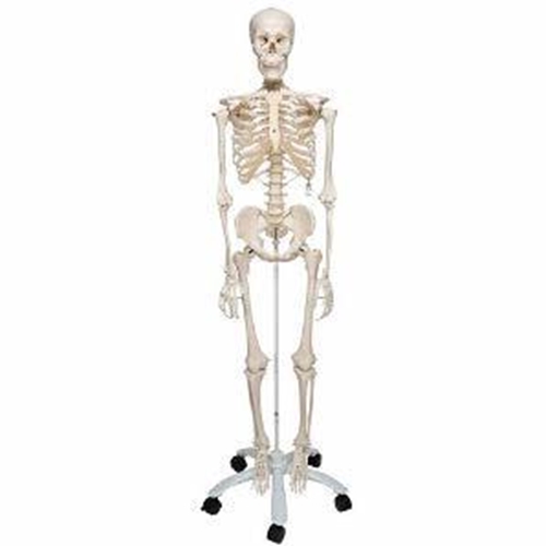 Anatomisk modell - Skelett 176,5cm