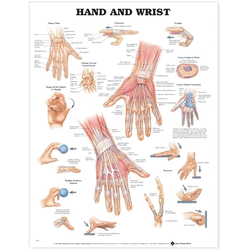 Anatomisk plansch - Hand och handled 50x67cm