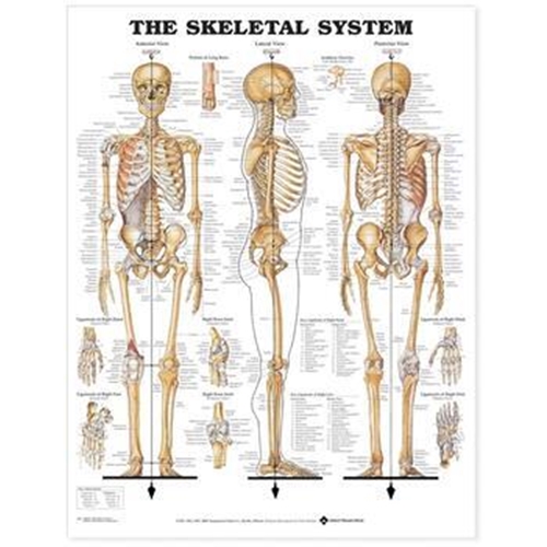 Anatomisk plansch - Skelett 50x67cm