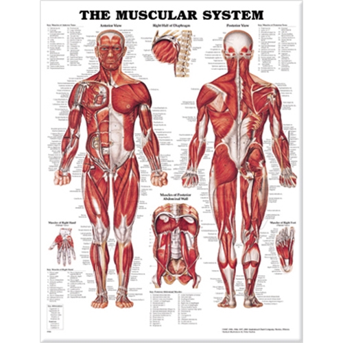 Anatomisk plansch - Muskler 50x57cm