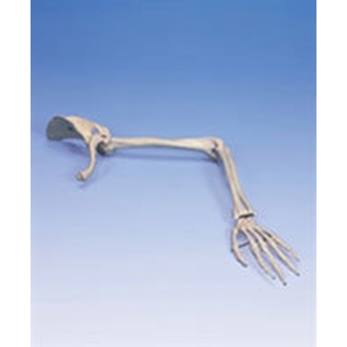 Skelett arm