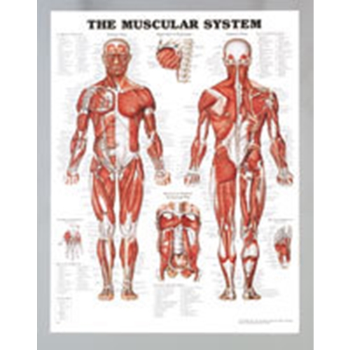 Plansch anatomi muskler - 50x65cm