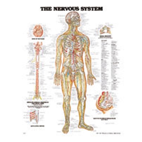 Plansch anatomi nerver - 50x65cm