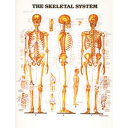 Plansch anatomi skelett - 50x65cm